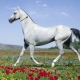 Особенности ахалтекинских лошадей, их разведение и содержание