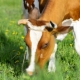 Особенности и правила кормления коров в сухостойный период