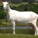 Особенности зааненской породы коз