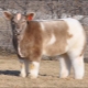 Плюшевая корова: характеристика породы и особенности ее содержания