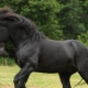 Порода лошадей Першерон: описание, уход и разведение