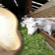 Продуктивность коз: сколько они дают молока и от чего это зависит? 