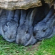 Разведение и содержание кроликов в яме