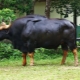 Самые большие быки и коровы в мире