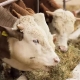Сено для коров: виды, правила подбора и хранения