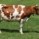 Симментальская порода коров: описание, правила содержания и разведения