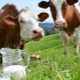 Сколько корова дает молока?