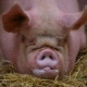 Сколько лет живут свиньи в природе и в домашних условиях?