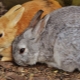 Сколько весят кролики разных пород и возрастов?