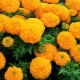 Сорта крупноцветковых бархатцев и их выращивание