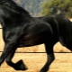 Список самых красивых лошадей
