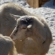 Способы обезроживания козлят и взрослых коз