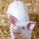 Стимуляторы роста для свиней: виды, рейтинг производителей и правила выбора