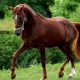 Тракененская порода лошадей: характеристика и выращивание
