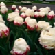 Тюльпаны «Айс крим»: описание сорта и выращивание