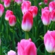 Тюльпаны «Династия»: описание и правила выращивания