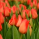 Тюльпаны «Лалибела»: описание сорта и тонкости его выращивания