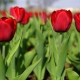 Тюльпаны «Парад»: описание сорта и особенности его выращивания