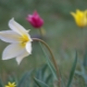 Тюльпаны Шренка: краткое описание вида и особенности его выращивания