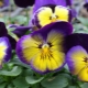 Виола крупноцветковая: особенности выращивания и описание сортов