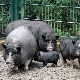 Все о вьетнамских вислобрюхих свиньях