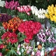 Выгонка тюльпанов к 8 Марта в домашних условиях