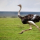 Африканский страус: подвиды, условия содержания и разведения 