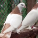 Бакинские голуби: особенности, виды и содержание