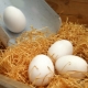Гнезда с яйцесборником для кур-несушек: особенности и изготовление своими руками