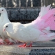 Обзор декоративных голубей