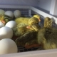 Особенности инкубации яиц индоуток