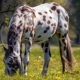 Особенности лошадей породы аппалуза