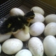 Тонкости инкубации утиных яиц