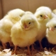 Цыплята: уход, кормление и тонкости выведения