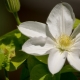 Белые клематисы: сорта и выращивание