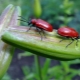Чем и как обработать лилии от жуков: красных, черных и колорадских?
