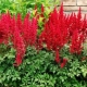 Красная астильба: сорта и правила их выращивания