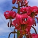 Лилия кудреватая: разновидности и тонкости выращивания