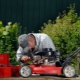 Особенности ремонта газонокосилок своими руками