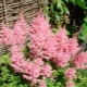 Розовая астильба: популярные сорта и рекомендации по выращиванию