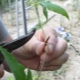 Тонкости размножения клематиса черенками летом