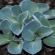 Голубая хоста: сорта и их выращивание