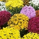 Хризантема корейская: виды и рекомендации по выращиванию