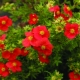 Красная лапчатка: популярные сорта, выращивание и уход