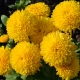 Желтые хризантемы: описание сортов и агротехника 