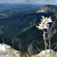 Эдельвейс альпийский: лучшие сорта и советы по выращиванию