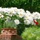 Популярные белые садовые цветы