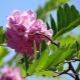 Розовая акация: описание и выращивание