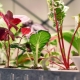 Как выращивать комнатные растения без почвы?