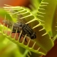 Как вырастить из семян венерину мухоловку? 